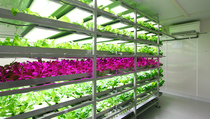 植物工場事業